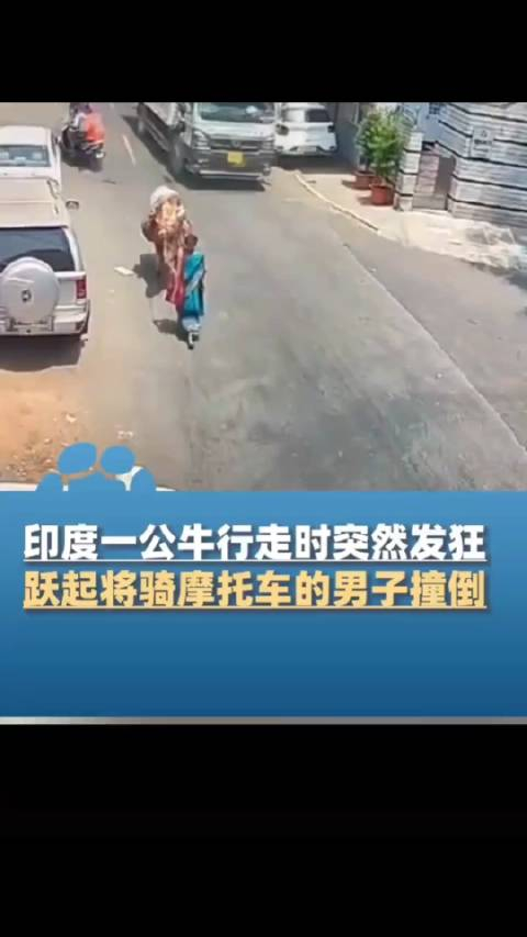 印度班加罗尔街头一公牛突然发狂将骑摩托的男子撞倒幸亏一旁货车紧急