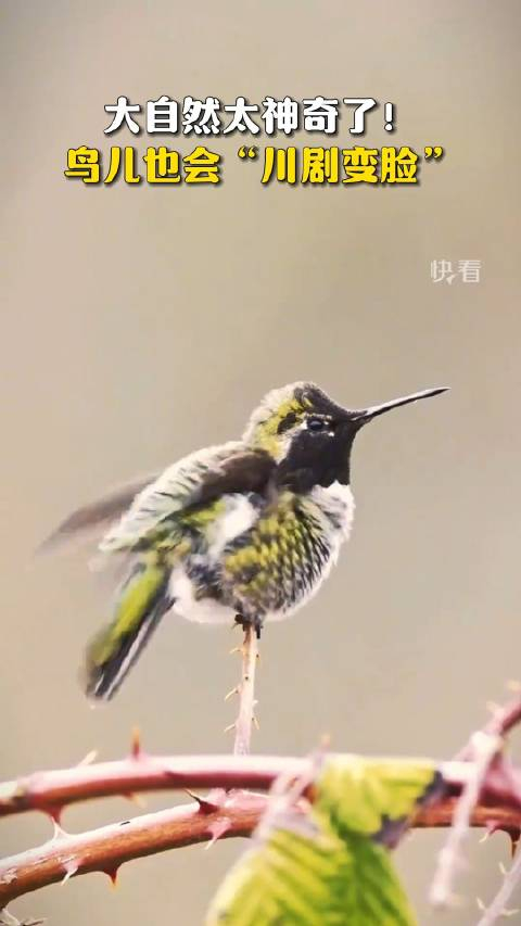 变脸小鸟为择偶变换羽毛颜色_手机新浪网