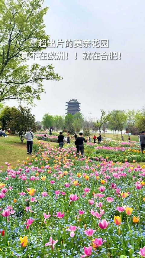 清明假期期间肥西祥源花世界各种鲜花竞相开放五彩斑斓宛如莫奈花园