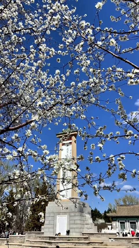 人间四月芳菲尽山寺桃花始盛开春已至花已开确定不来看看吗