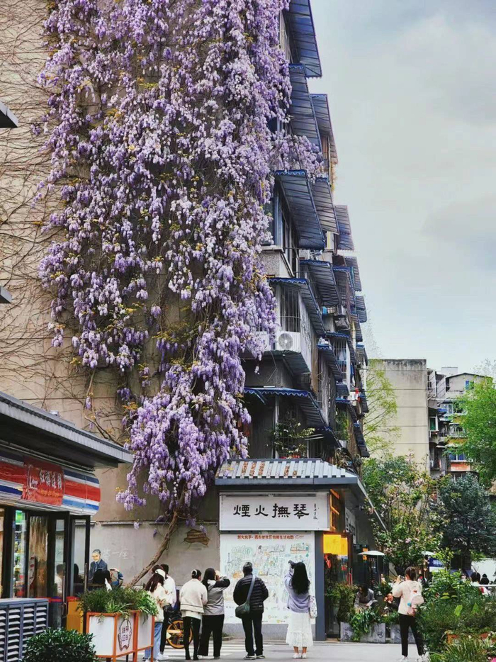 赏花点位:桂湖公园,抚琴街南一巷,芳华微马公园,成都植物园,麓湖