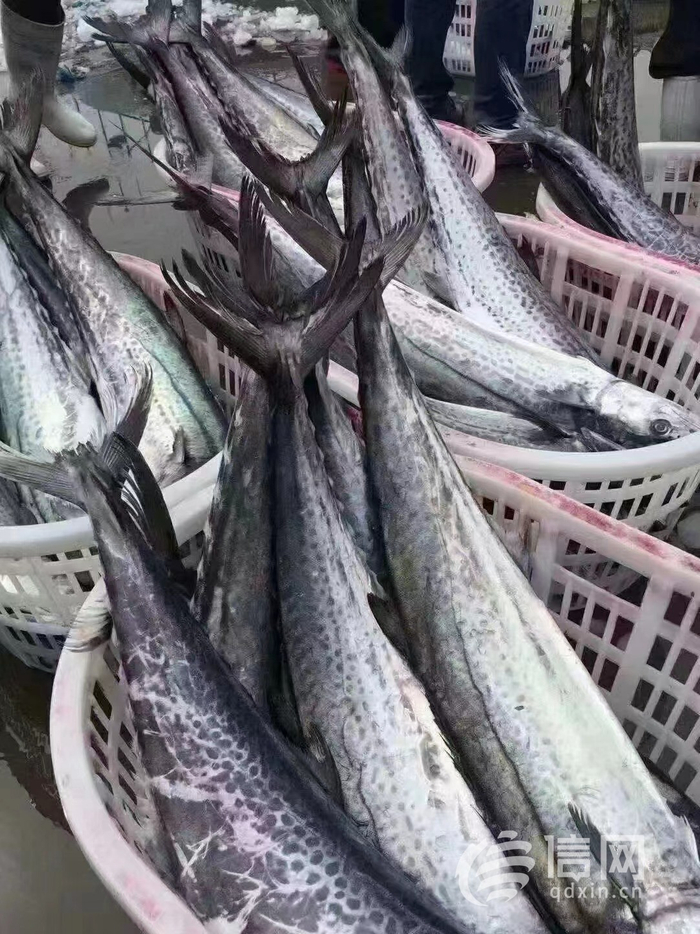 头茬本地鲅鱼已上市但产量不大市民想饱口福可以再等等