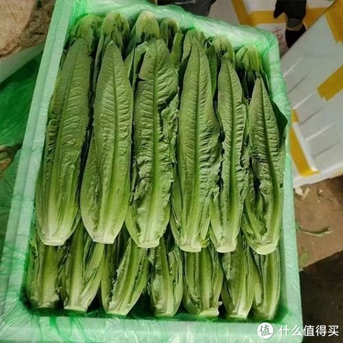 春天就吃油麦菜__财经头条