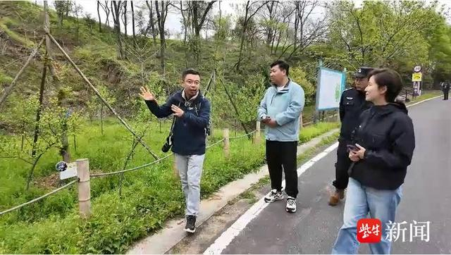 "秤锤树,因其果实形似秤锤而得名,安息香科,秤锤树属,也是我国特有