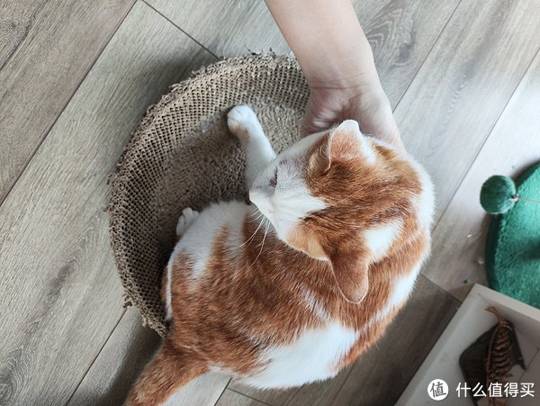 你的猫毛饼团,有我多不?__财经头条