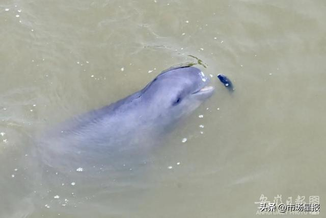 长江安庆段发现野生江豚群!|长江|江豚|安徽省_新浪