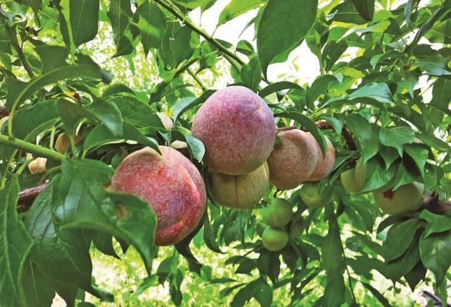 广西果即将登场,帮你把价格打下来|杨梅|李子_新浪新闻