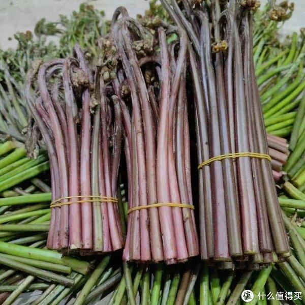 鲜蕨菜吃法图片