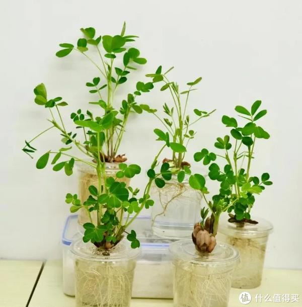 发芽的"花生"丢水里,12天成"小绿植",郁郁葱葱