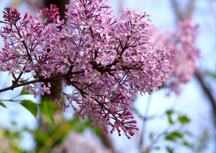 赏花季之丁香篇:济南春季里最香的花|济南市_新浪新闻