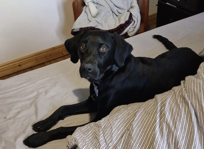 Indy，图源：社交平台