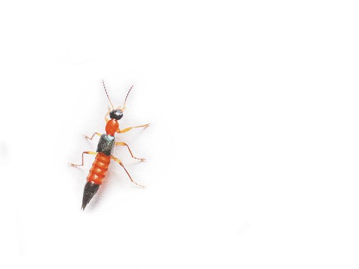 复方蚂蚁风湿灵胶囊图片