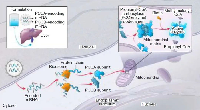 mrna冲击下一治疗方向针对这种罕见病