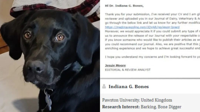 拉布拉多照片以及聘请信息，图源：社交平台