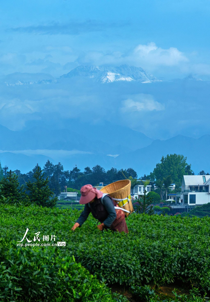 四川雅安:雪山茶园美如画|四川省|雅安市_新浪新闻