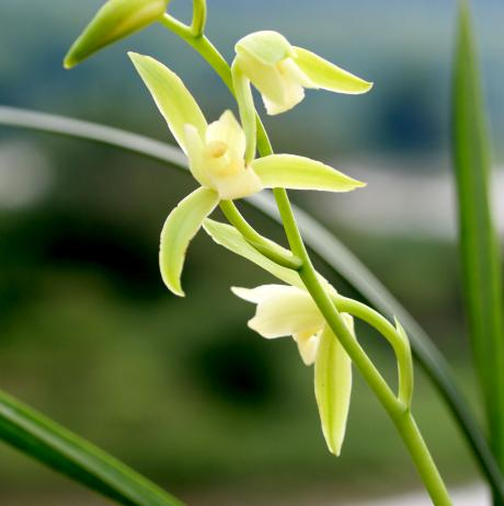 来自秦岭的兰花儿|杨青|素心兰|兰花_新浪新闻