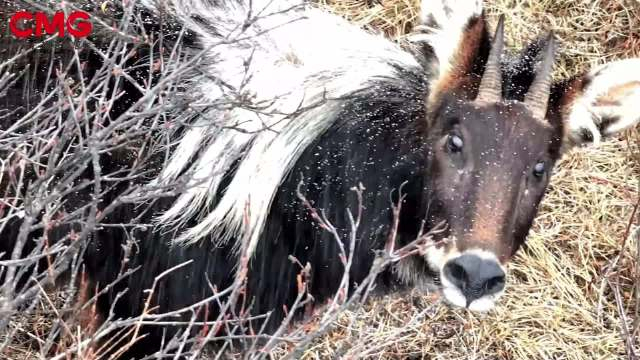 罕见!酷似麒麟的瑞兽中华鬣羚现身青海