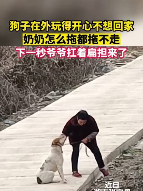 狗狗在外面玩得开心不想回家奶奶拖不动爷爷拿来了扁担