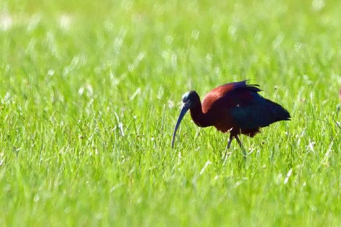 国家一级重点保护动物彩鹮现身浐灞国家湿地公园