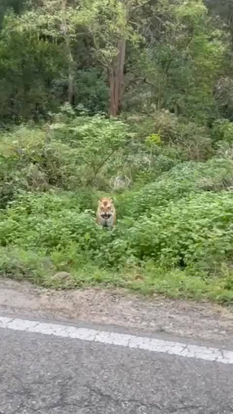 逗逗路边的橘猫玩