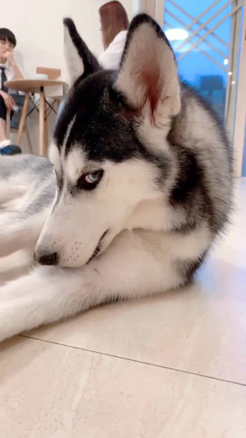 这是我见过最妩媚的二哈没有之一