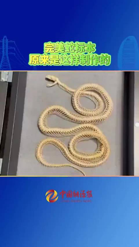 完美蛇标本原来是这样制作的