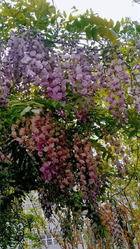 紫藤花的深情深深的思念和执着的等待