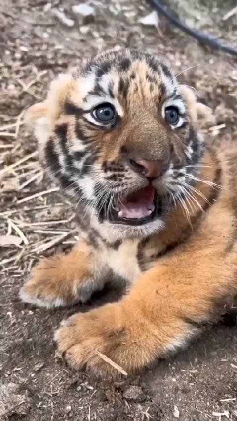 快看炯炯有神的小老虎趴地上两只耳朵竖起来的样子超可爱早安