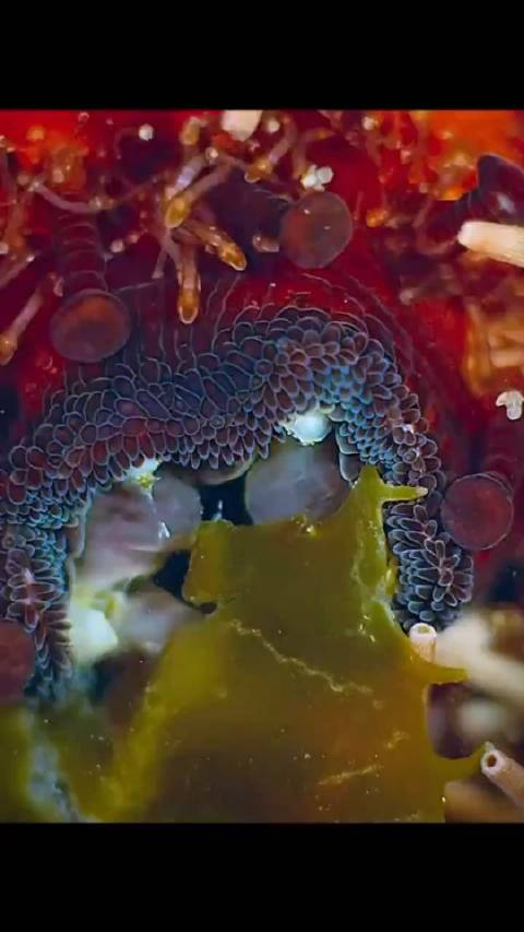 海胆如何吃东西以防你们不知道