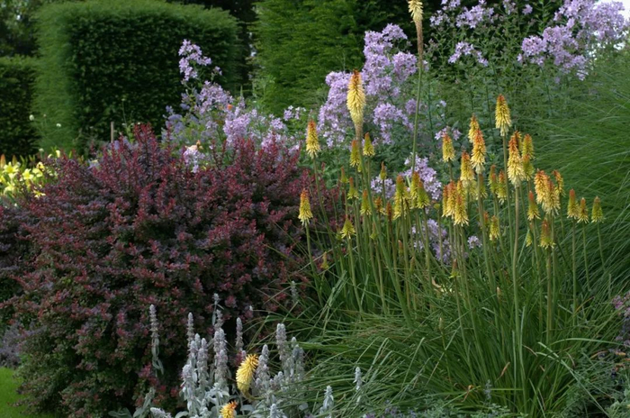 混合花境的制作要点和常用花卉,统统打包给你!|玫瑰_新浪新闻