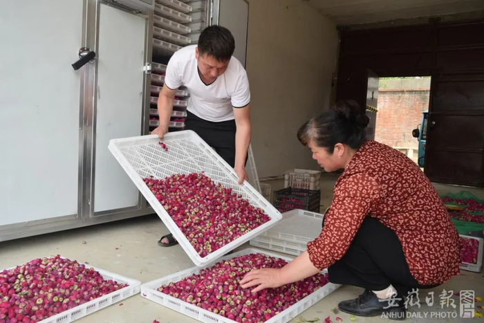 资料图：亳州市谯城区十八里镇小怀村蒋庄，村民正在加工芍药花瓣。（陈光付 摄）
