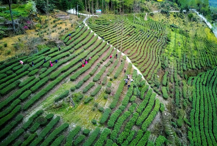 四川平武:以茶为媒 打造乡村旅游新名片|乡村旅游|省