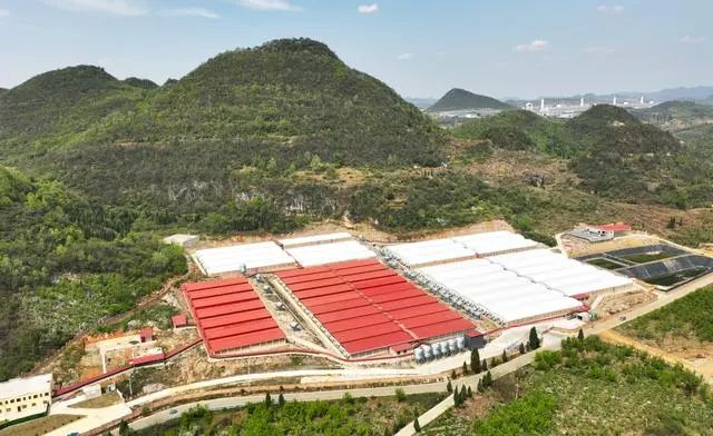 奋进的春天清镇市生猪养殖屠宰冷链全产业链项目建设即将完工