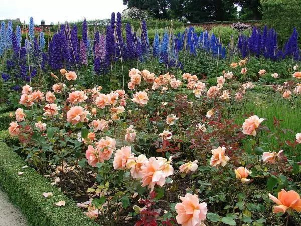 混合花境的制作要点和常用花卉,统统打包给你!|玫瑰_新浪新闻