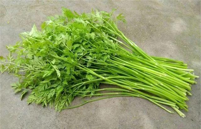 但吃之前一定要……|香椿|蔬菜_新浪新闻