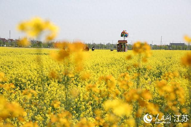 江苏如皋：油菜花海秀春光