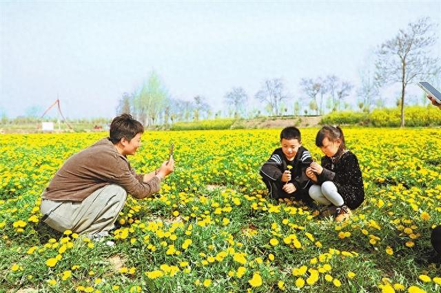 种植蒲公英不仅美化了环境，还带动群众增收。 郑阳 摄