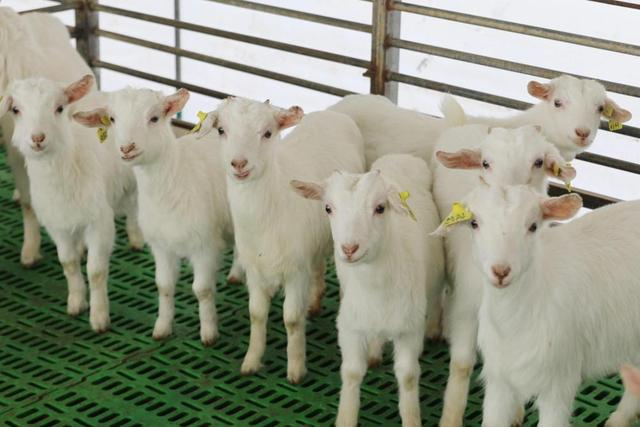 国家地理标志产品崇明白山羊(受访者供图)——数智化升级,强化现代