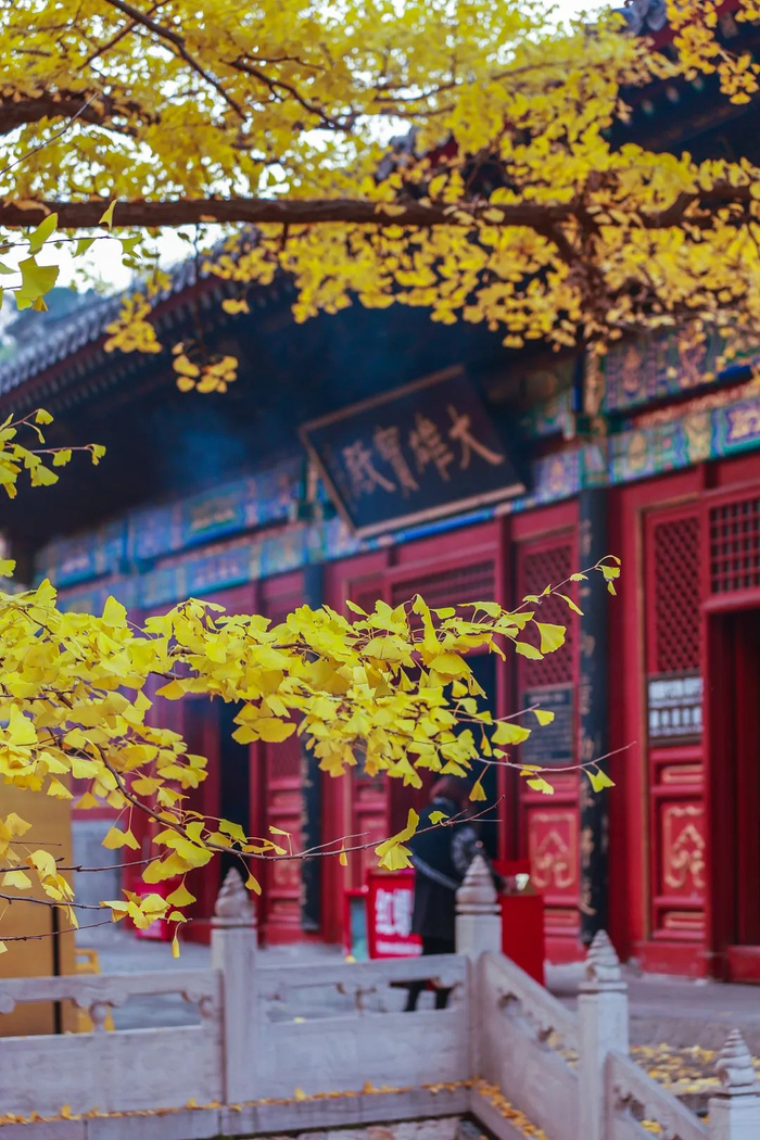 深秋季节，红螺寺里银杏开放。（图/视觉中国）
