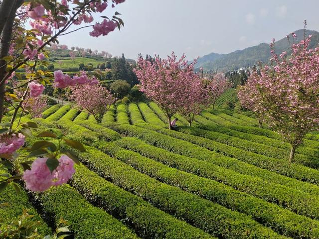 贵州印江:茶树樱花相点缀 茶香花香满山岗