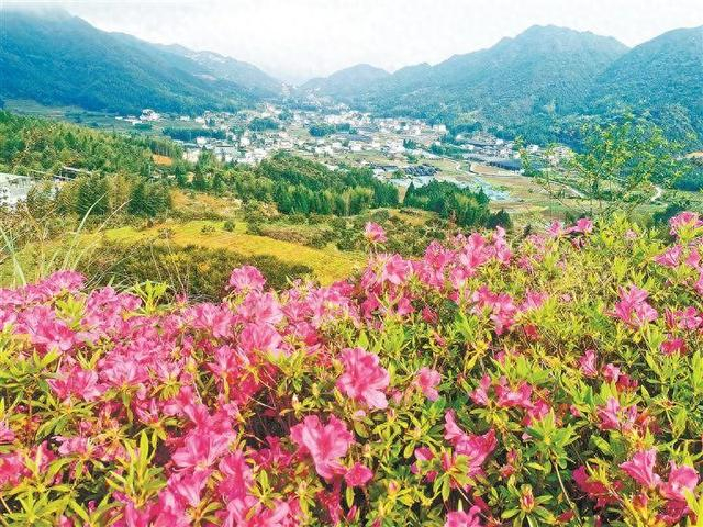 进入4月份,漳州市华安,平和等地高海拔山区的野生杜鹃花陆续盛开,吸引
