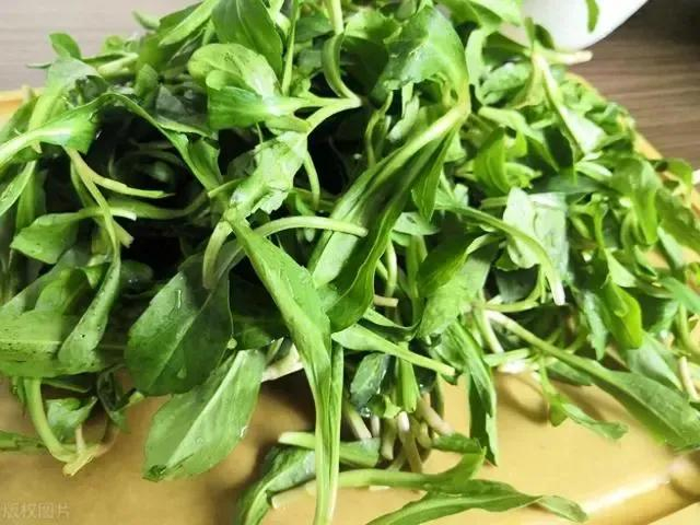 但吃之前一定要……|香椿|蔬菜_新浪新闻