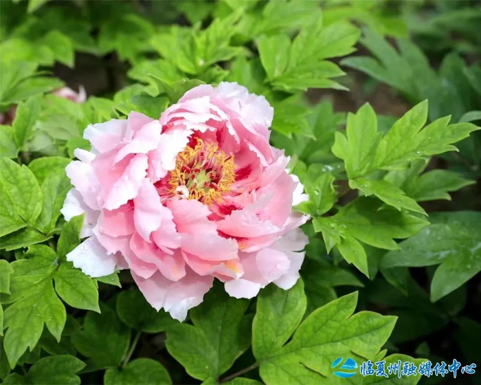 甘快看临夏牡丹已接棒十省名城联动共扬国色美名