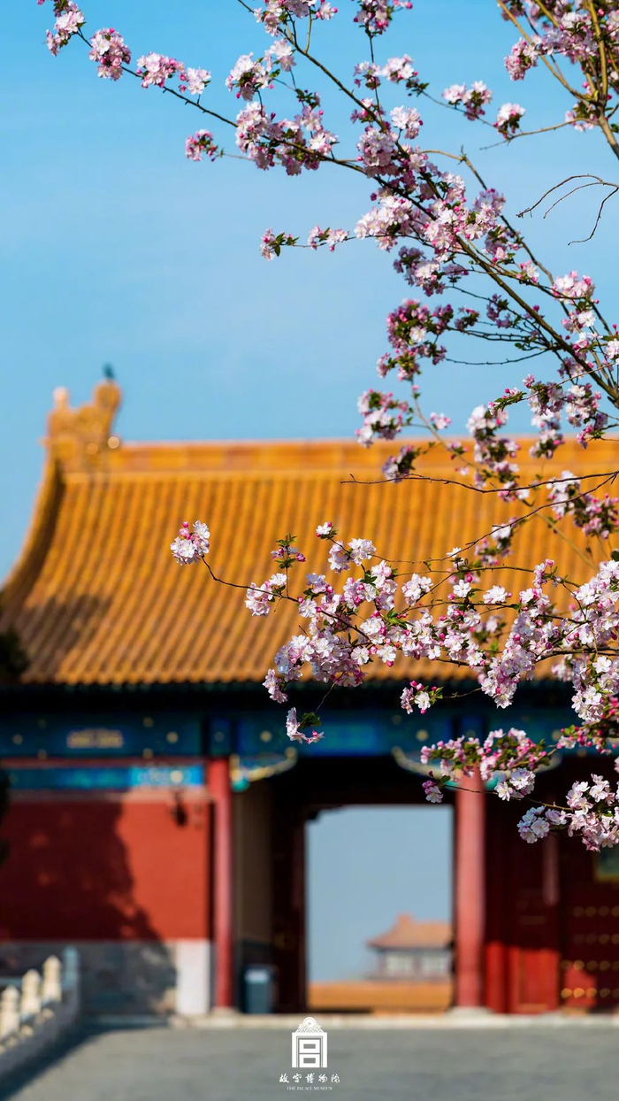 故宫的春天,太美了!|御花园|故宫|梨花_新浪新闻