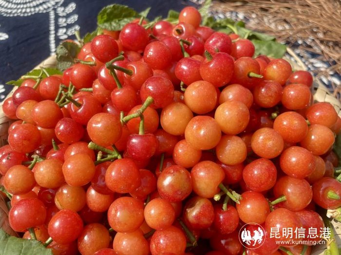 昆明市富民县樱桃季拉开序幕采摘尝鲜正当时