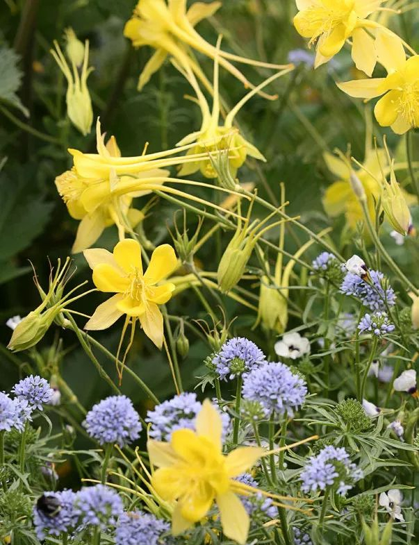 混合花境的制作要点和常用花卉,统统打包给你!|玫瑰_新浪新闻