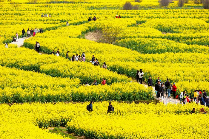 江苏兴化:千垛花开 游人如织|江苏省|航拍|油菜花_新浪新闻