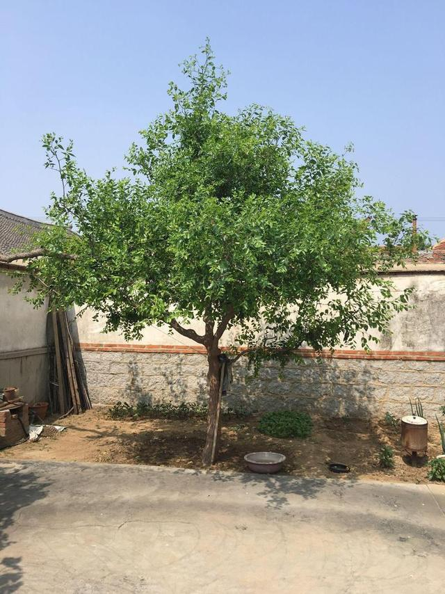 种植技巧种植枣子树也需要有充足的光照,春季生长期要补充有机肥,种植