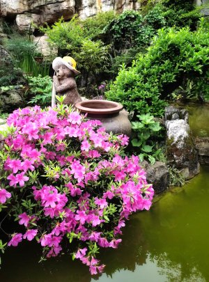 万物有灵 养花也是养自己|贵阳市_新浪新闻