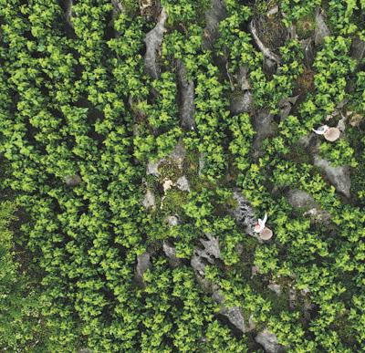 蚕桑农文旅融合发展呈现勃勃生机|人民日报_新浪新闻